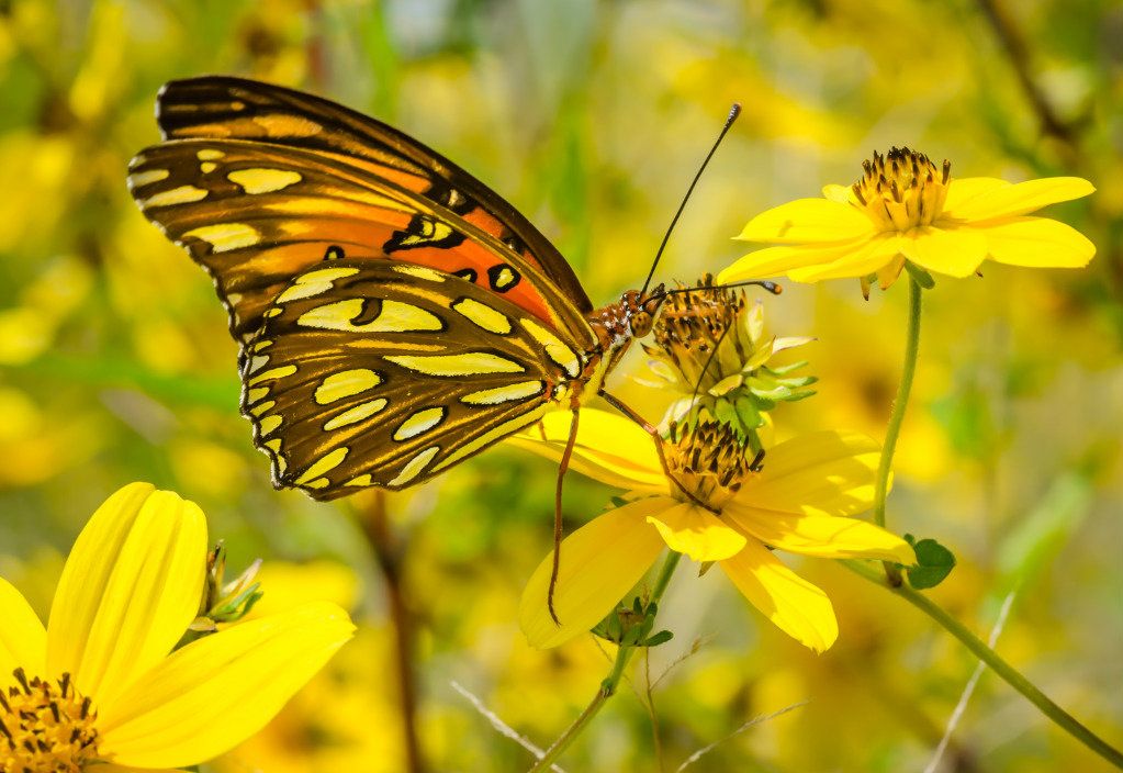 MonarchSideViewonYellow2092712-1.jpg