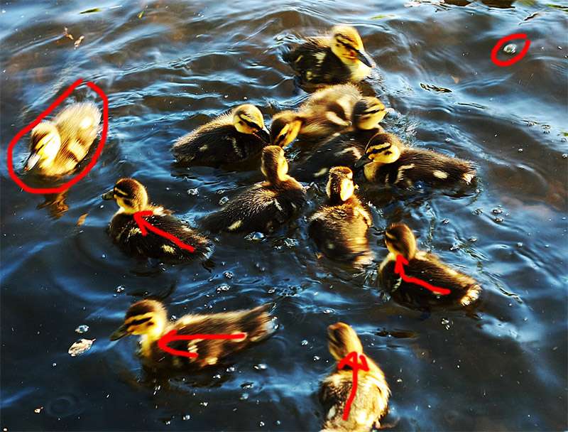 ducksorijg.jpg