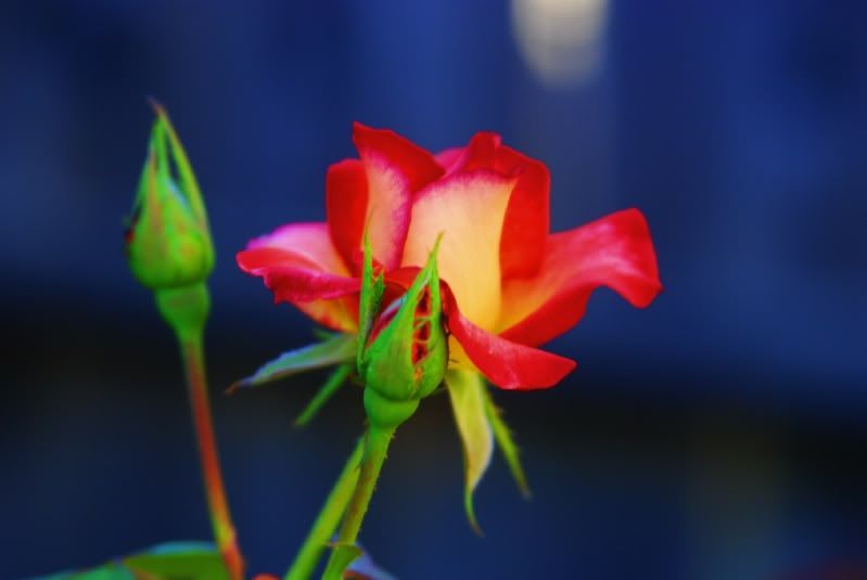 Rose4.jpg