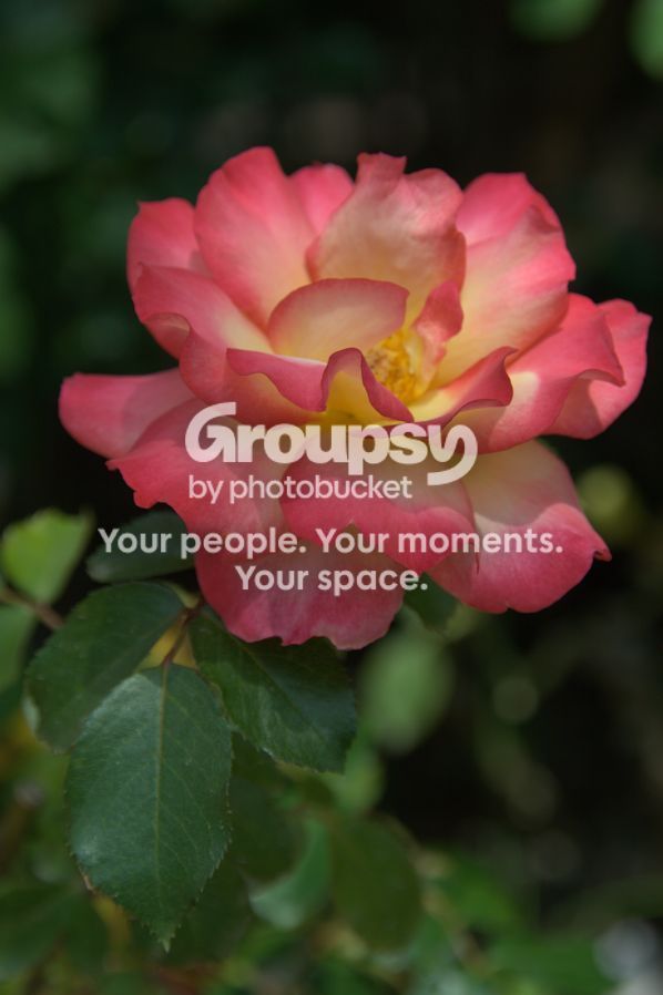 floweruneditedweb.jpg