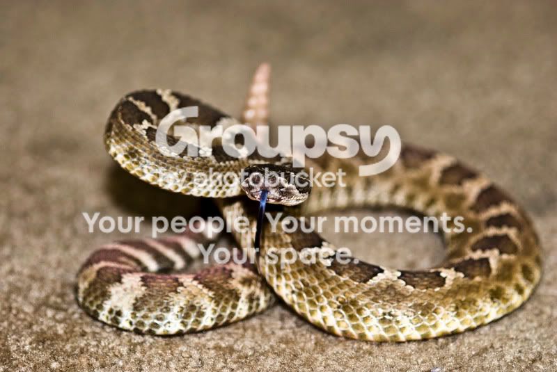 rattler01.jpg