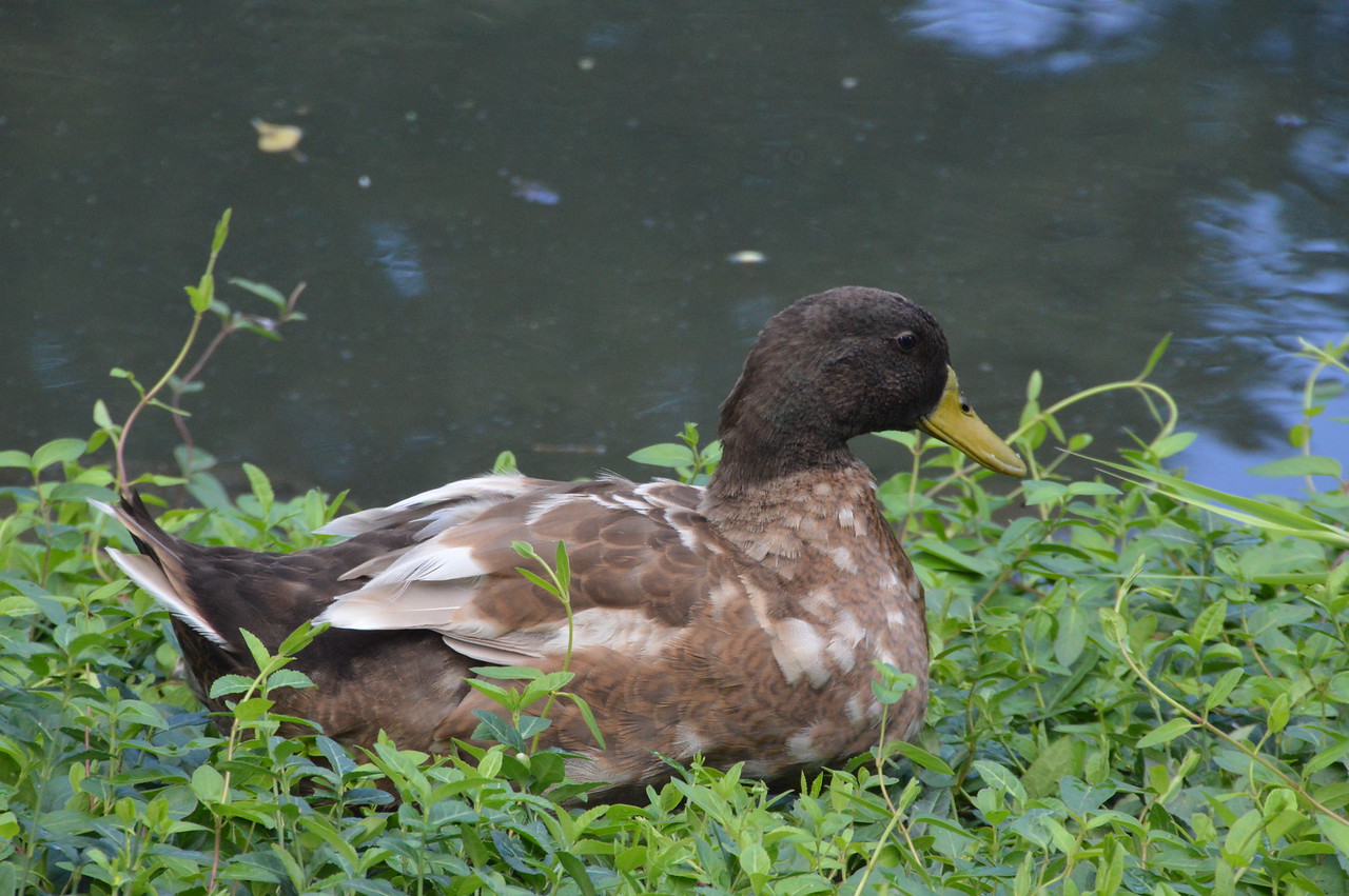 DSC_0281-X2.jpg
