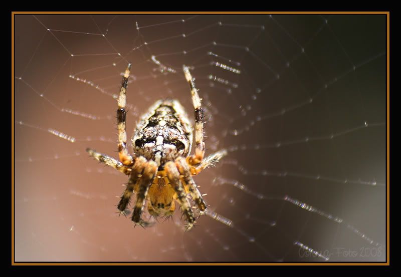 Spinne_revlens.jpg