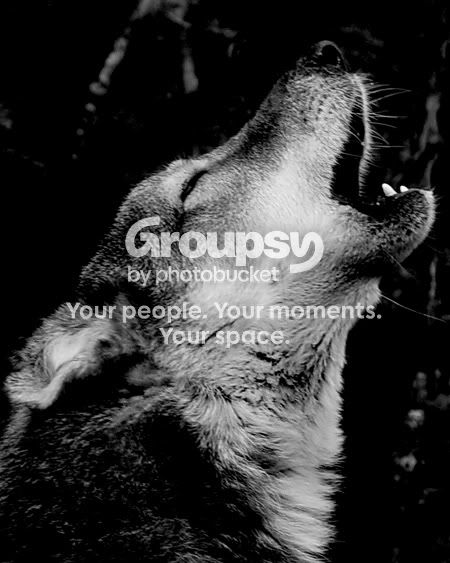 lakota-sue-howl-jpg.jpg