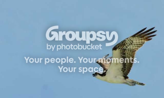 bird1.jpg