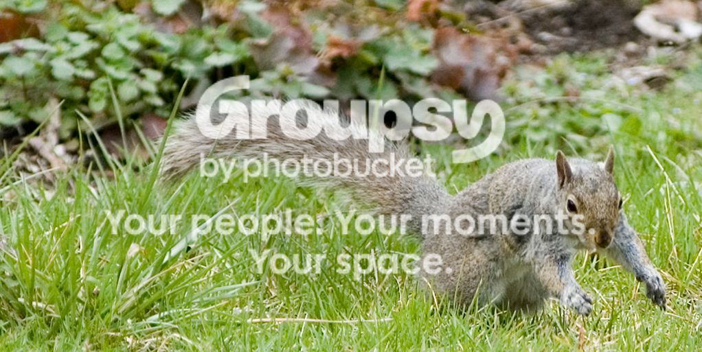 Squirrel040206002.jpg