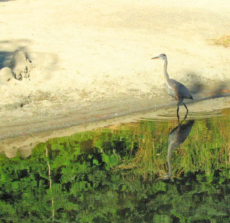 heron1.jpg