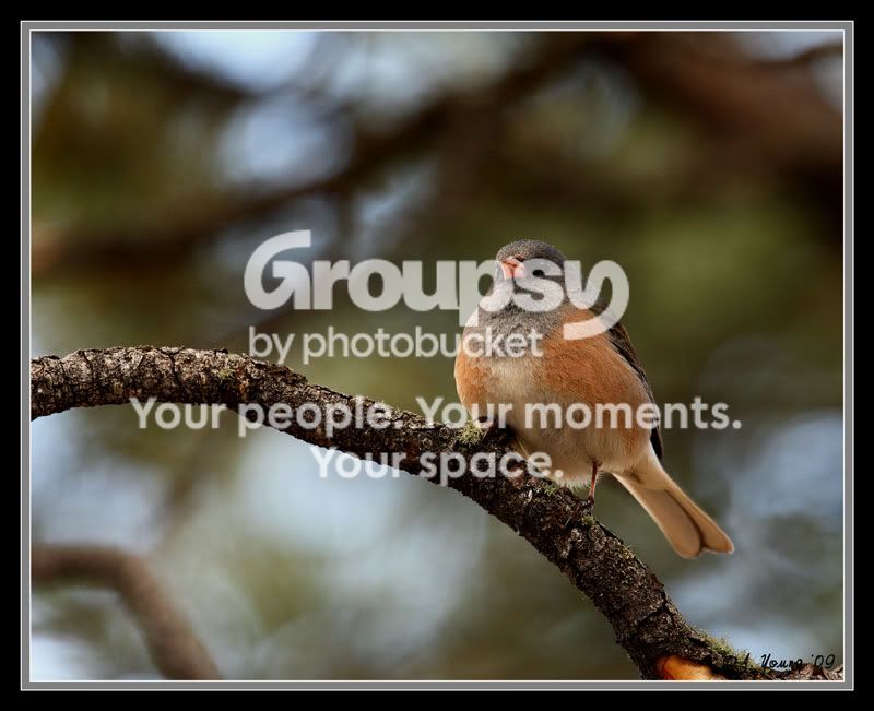 OregonJunco09-2.jpg