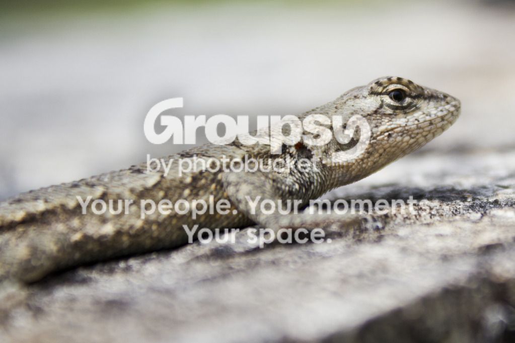 lizardclose.jpg