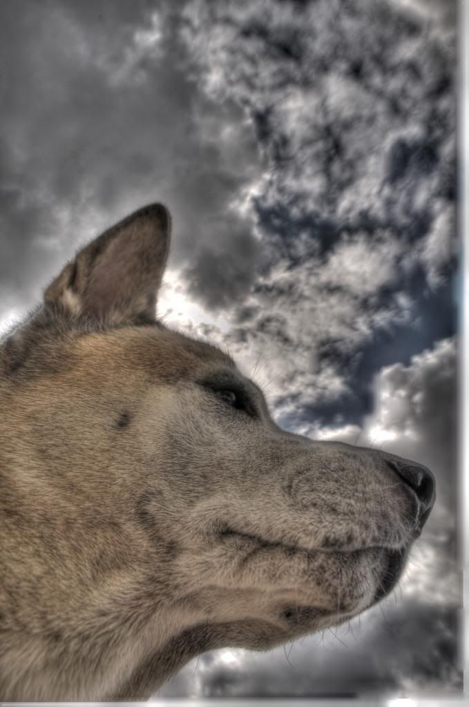 Kuma_HDR_zps78d5e6b9.jpg