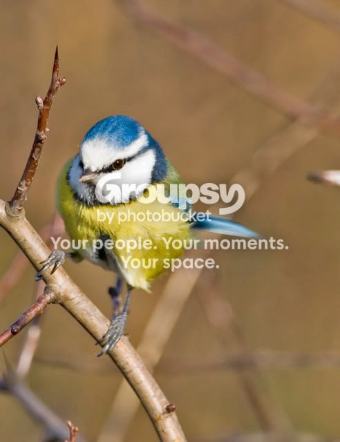 bluetit2.jpg