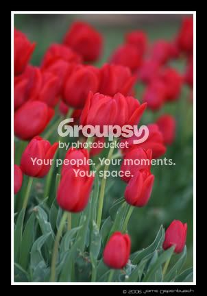 tulip2.jpg