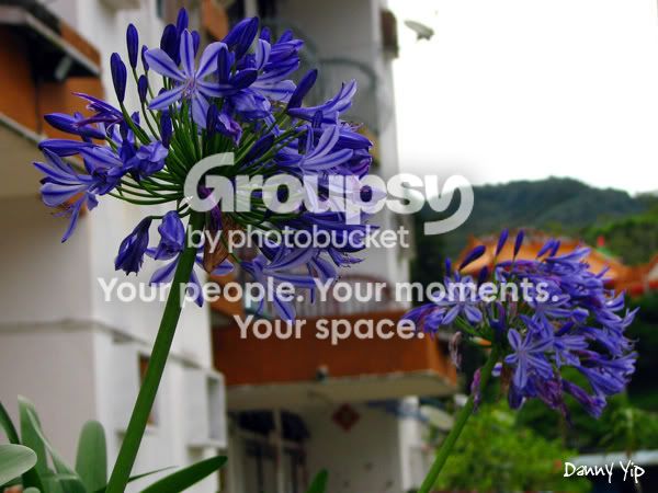 Flowers13.jpg