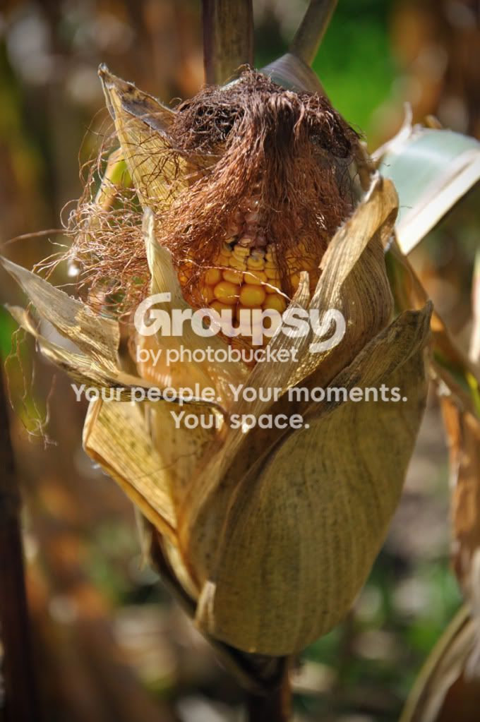 049acopy.jpg