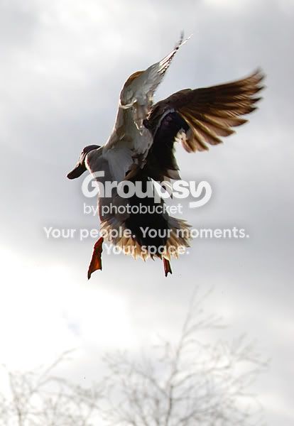 mallardflight.jpg