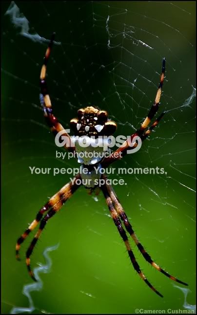 myspace106.jpg