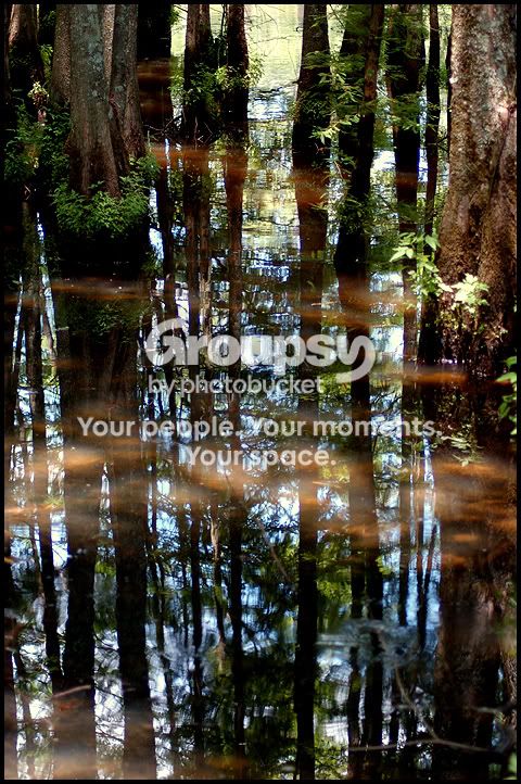 SwampTrees.jpg
