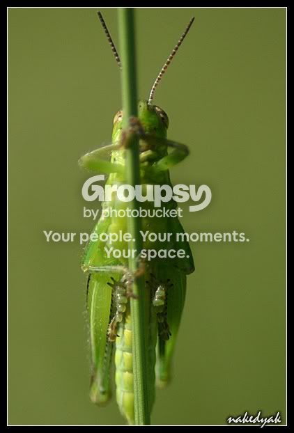 grasshopper2.jpg