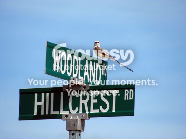 WoodlandRoad.jpg