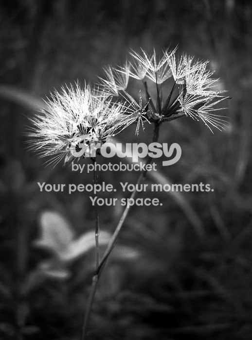 dropletsandplant-bwsmall.jpg