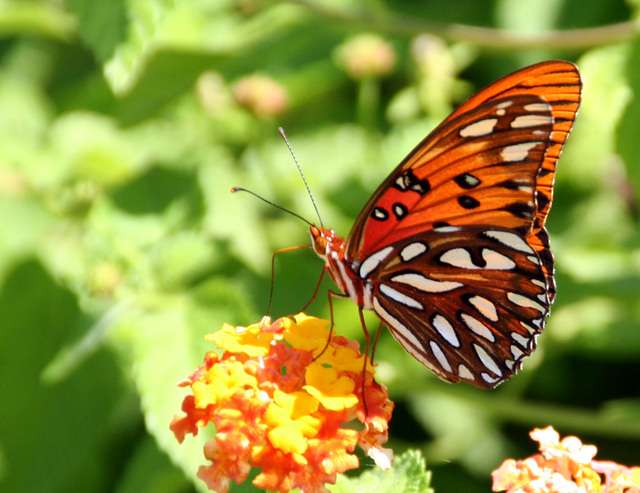 img1604butterflypsfb7.jpg