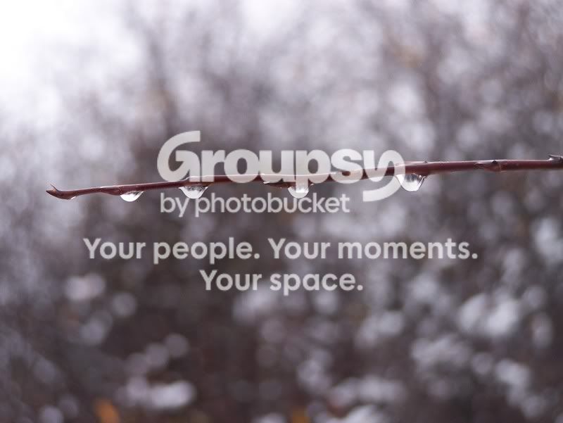 Dripping_twig_by_vicTTim77.jpg