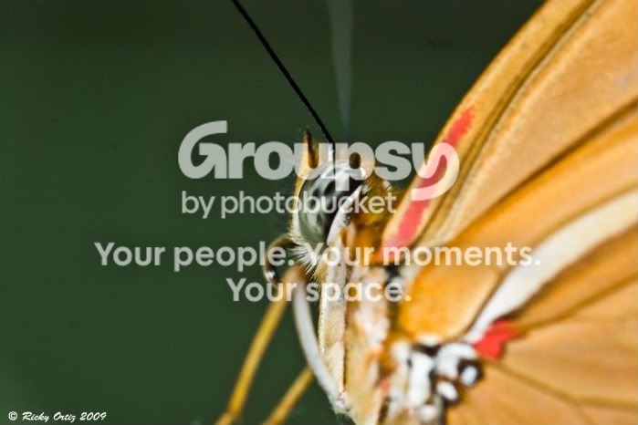 butterfly.jpg