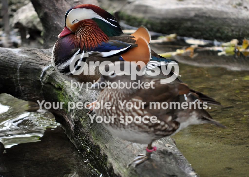 Duck.jpg