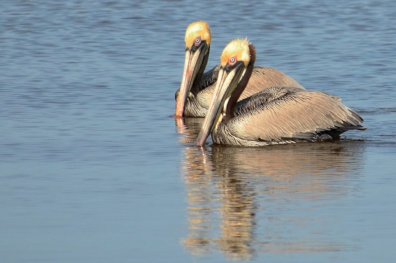 pelicans1.jpg