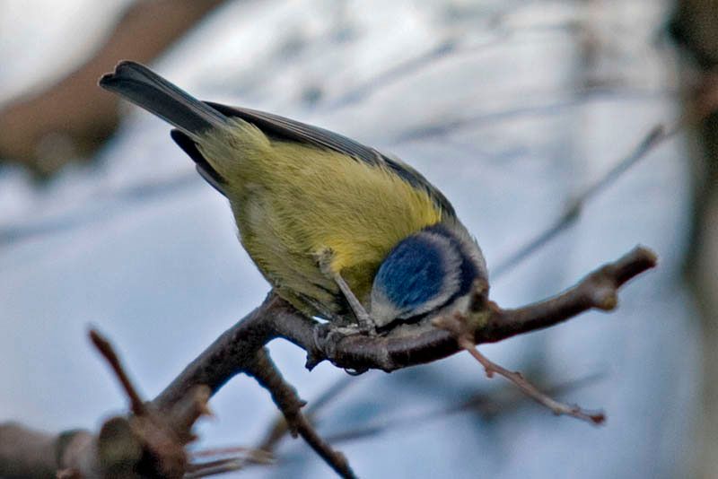 Bluetit-101.jpg