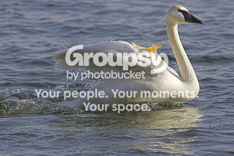 TrumpeterSwan6a.jpg