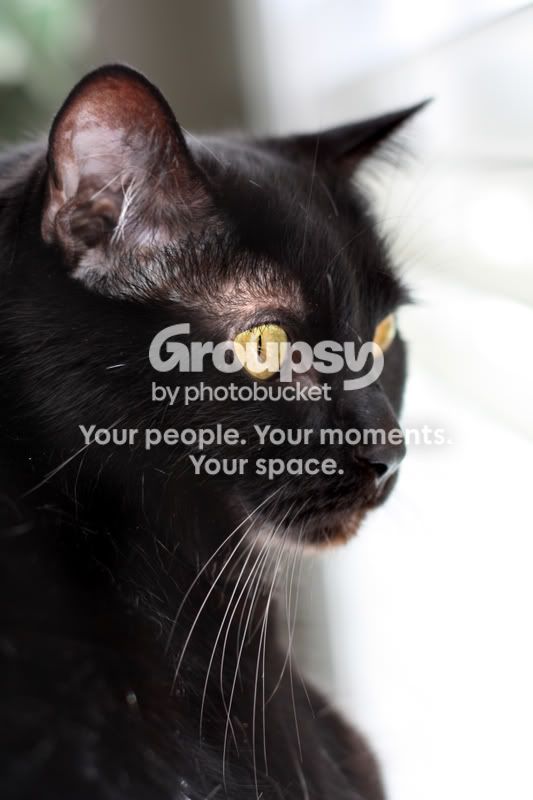 mitsy.jpg
