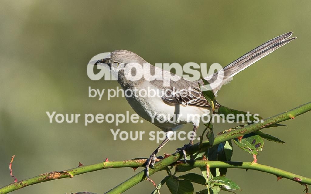 Mockingbird1_zpsc7a17dac.jpg