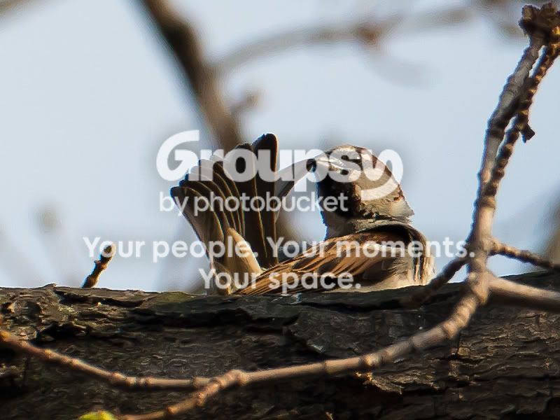 DSC_0157_crop.jpg