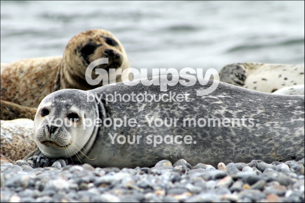Helgoland_Seehunde_4.jpg