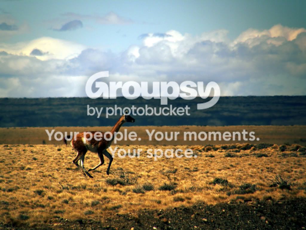 Guanaco0644.jpg