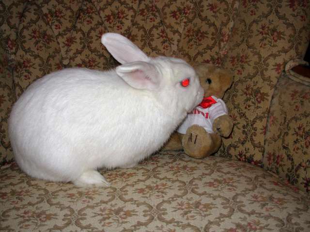 rabbit2pm2.jpg