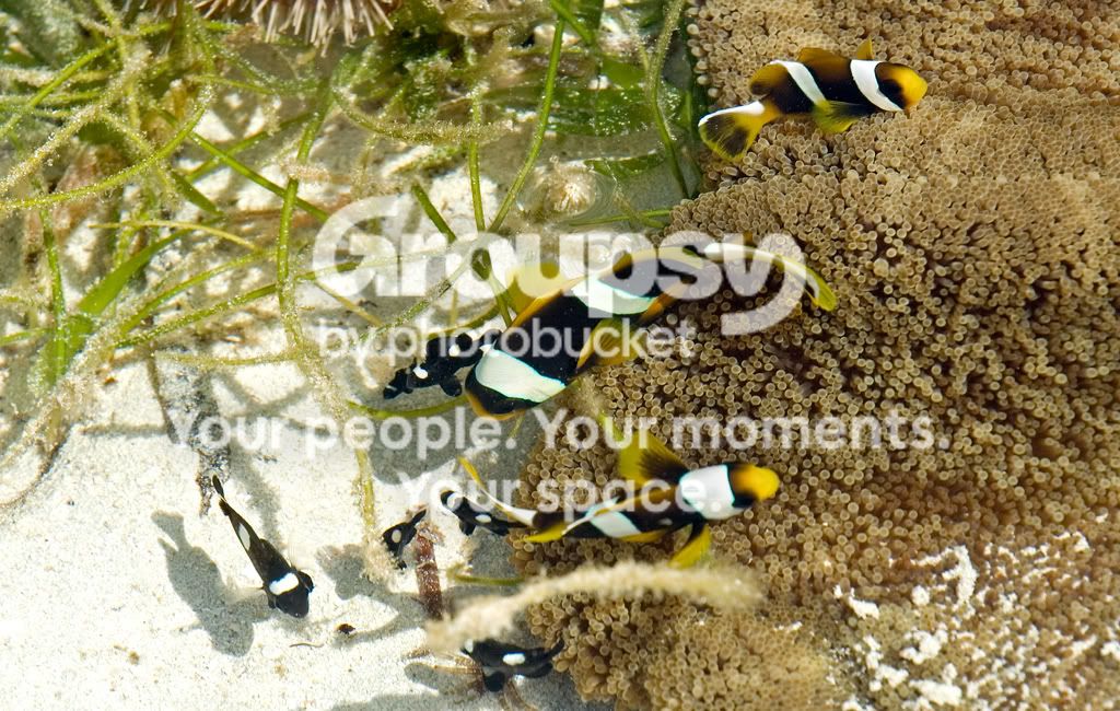 clownfishes.jpg