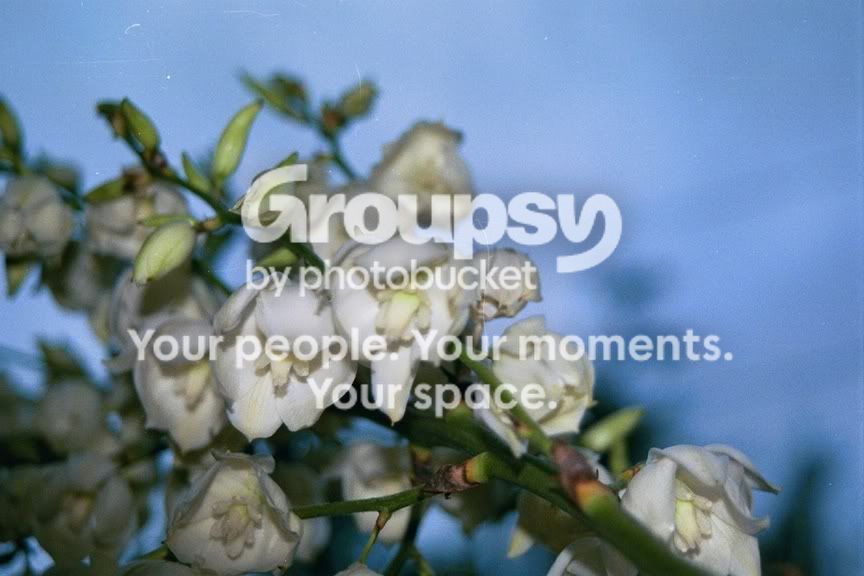 flowerscopy1.jpg