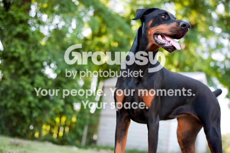 d700dogs030.jpg