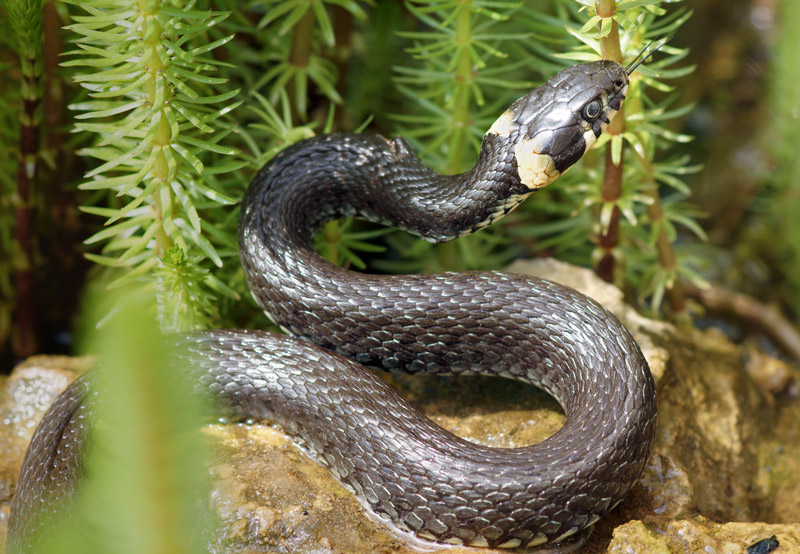 grass_snake_01.jpg