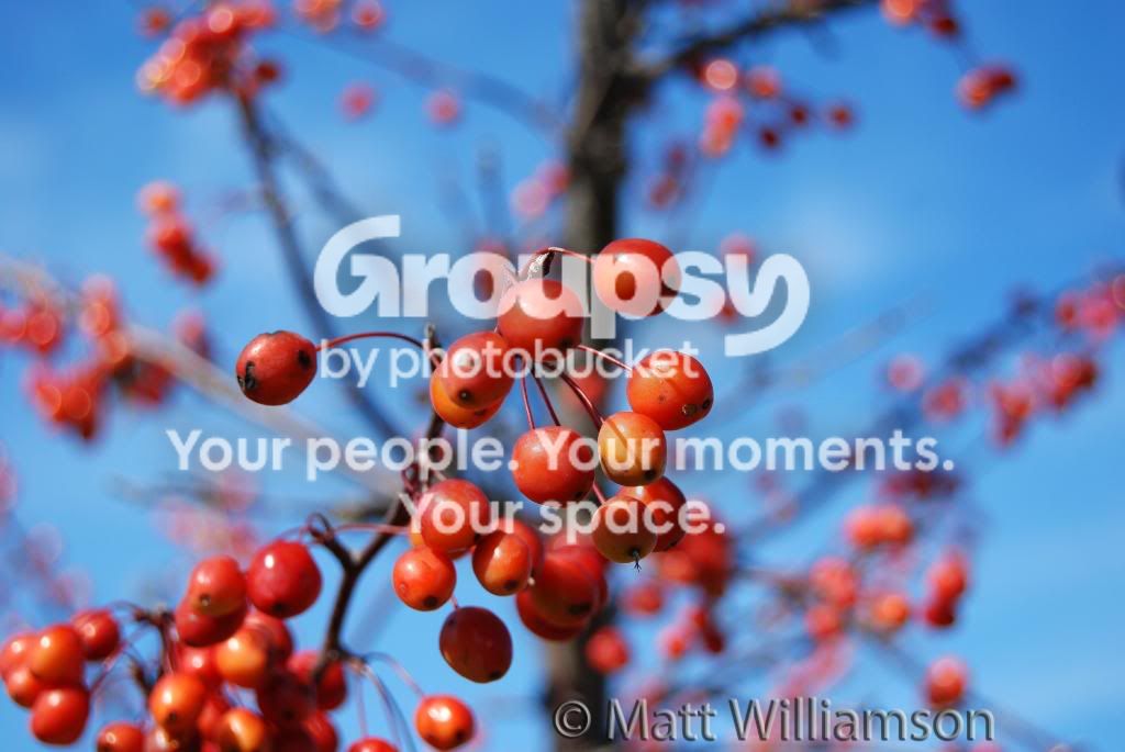 Berries.jpg