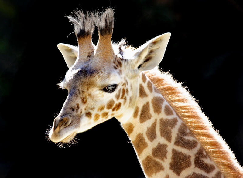 LAZoo-30-L.jpg