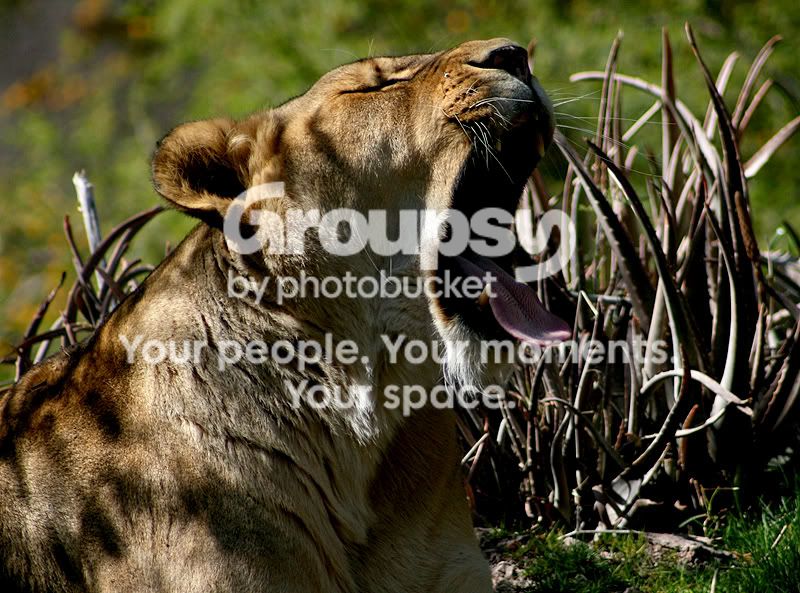 zoo232.jpg