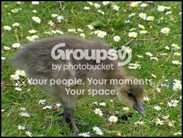 Gosling2.jpg