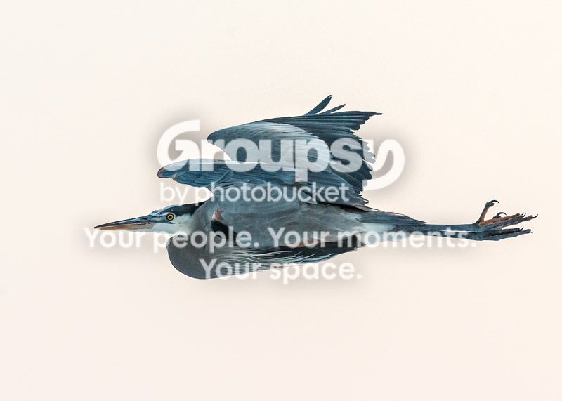heron1_zps4a3c0abe.jpg