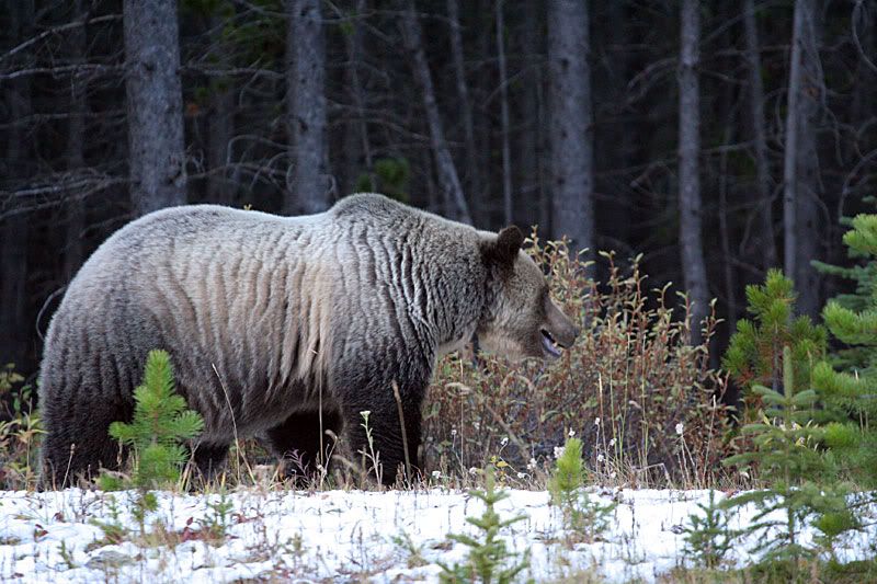 grizzly3.jpg