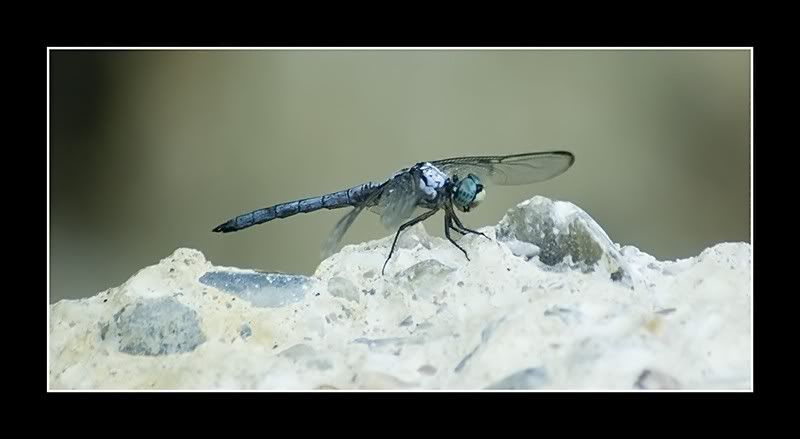 bugs-059_filtered.jpg