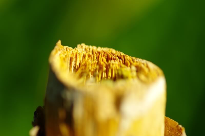 SG203926.jpg