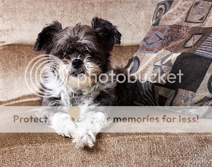 Muffy-01.jpg